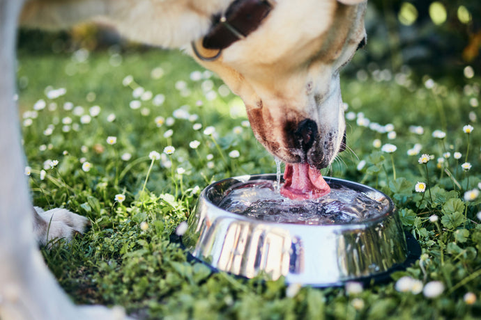 Why Dogs Can Drink Alkaline Water